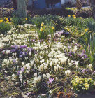 England, spring flowers, crocuses, primroses, daffodils